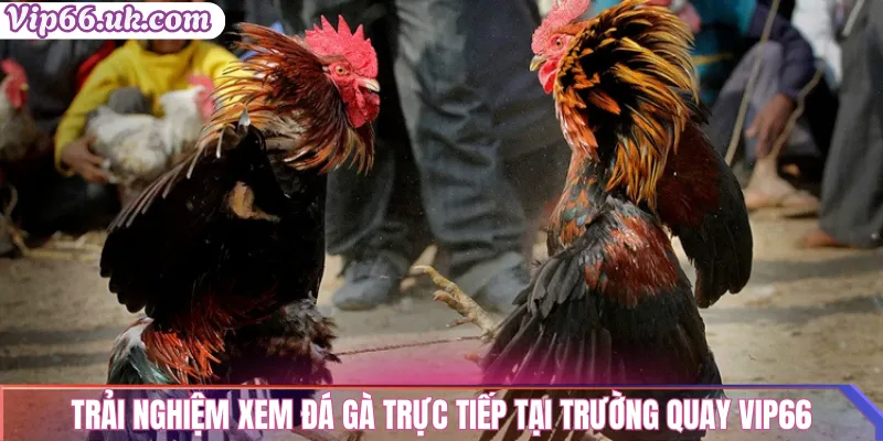 Trải nghiệm xem đá gà trực tiếp tại trường quay Vip66